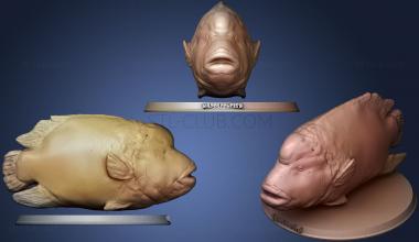 3D мадэль Рыба-Наполеон (STL)